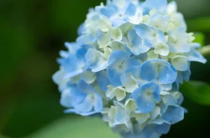 Hai delle ortensie in giardino? ecco cosa devi fare a marzo per una fioritura perfetta