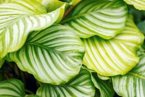 Come curare la Calathea per un fogliame rigoglioso: ecco cosa dice l'esperto